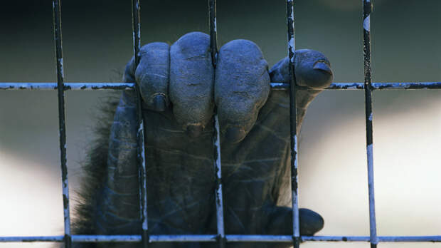 В Подмосковье изолировали контактировавших с больным оспой обезьян