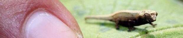 Микрохамелеон Brookesia micra (лат. Brookesia micra)
