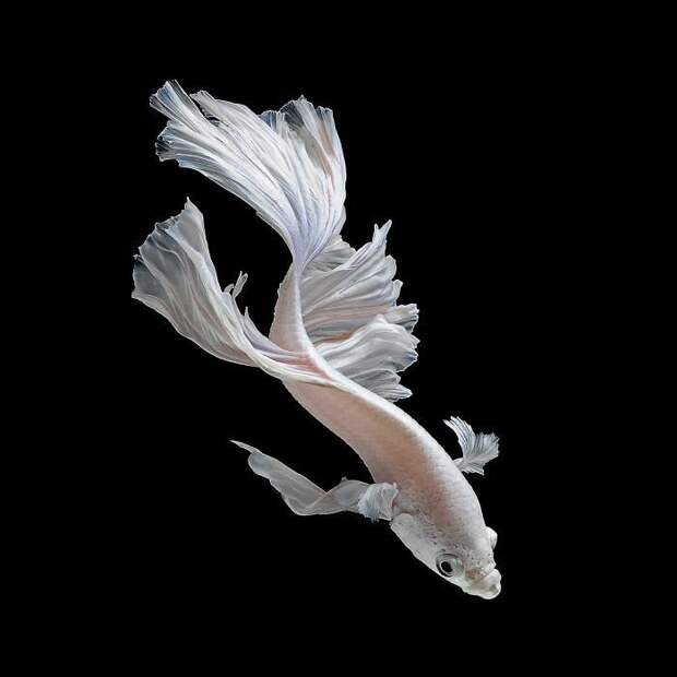 Тайский фотограф, снимающий аквариумных рыбок так, как никто другой бойцовая рыбка, искусство, красота, рыбы, фото, фотография, фотомир