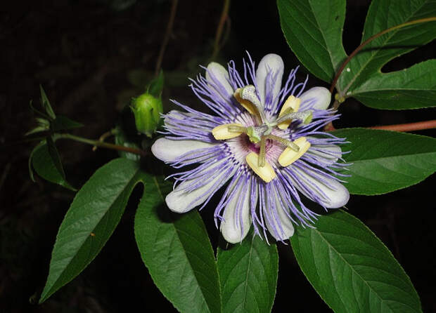 Одолеет бессонницу и успокоит нервы: чем полезен тропический цветок страстоцвет