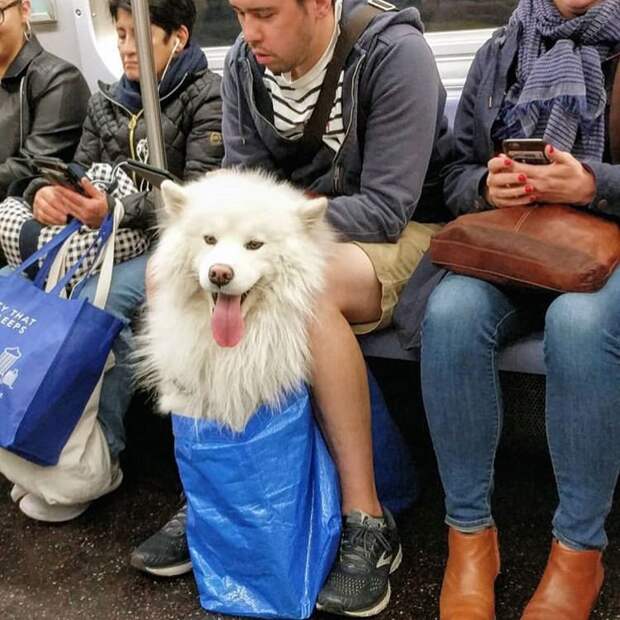 22 фото забавных собак, которые слишком устали, чтобы идти лапками лапки, метро, собака, сумка, шпиц, щенок