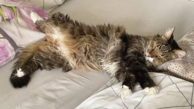 Зоопсихолог Капустина: кошки могут лежать на спине лапами вверх из-за лишнего веса