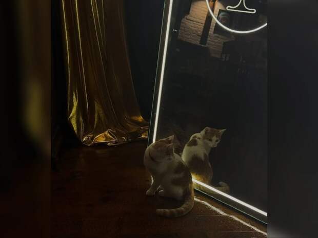 В Астрахани пропал единственный кот-бармен