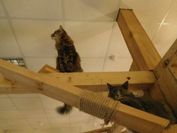 Котокафе в Калуге, для тех кому некуда девать нежность Котокафе в Калуге, для тех кому некуда девать нежность