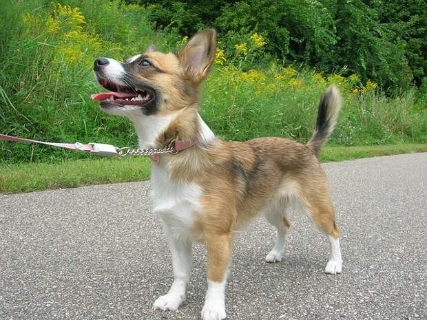 dog-2800795_640