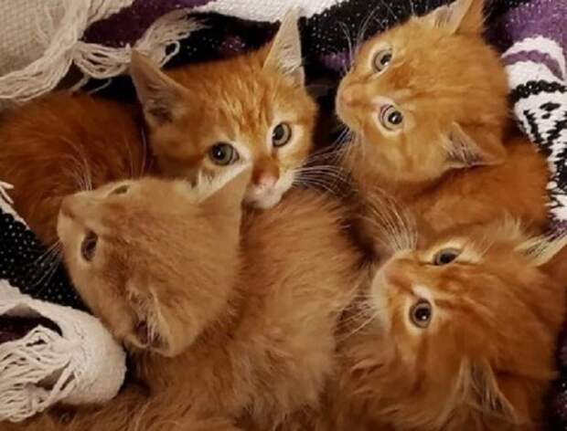 Испуганные котята Пять котят