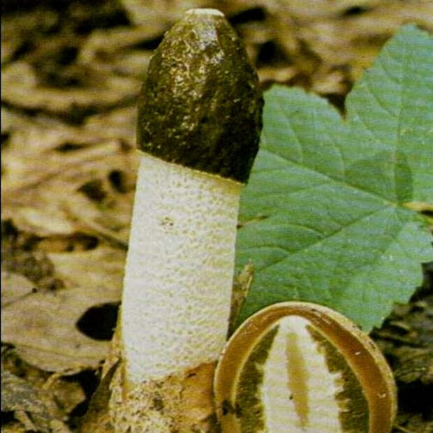 clip_image004[7]