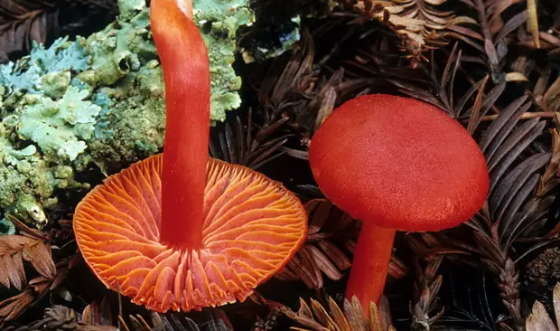 Октябрьские грибы: съедобные и несъедобные виды