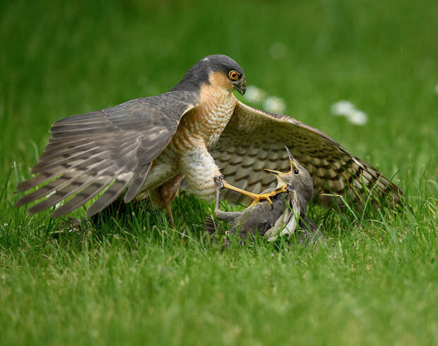 Победители Британского конкурса фотографии дикой природы 2026 года