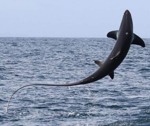 Туристы были шокированы тем, как высоко из воды смогла выпрыгнуть большущая лисья акула акула, в мире, животные, люди, туристы, шок