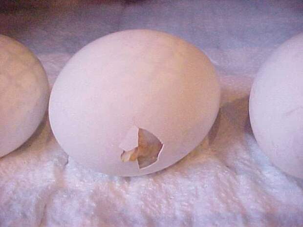 fromeggtochick21 Как из яйца развивается курица