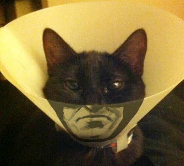 Котмен Котмен