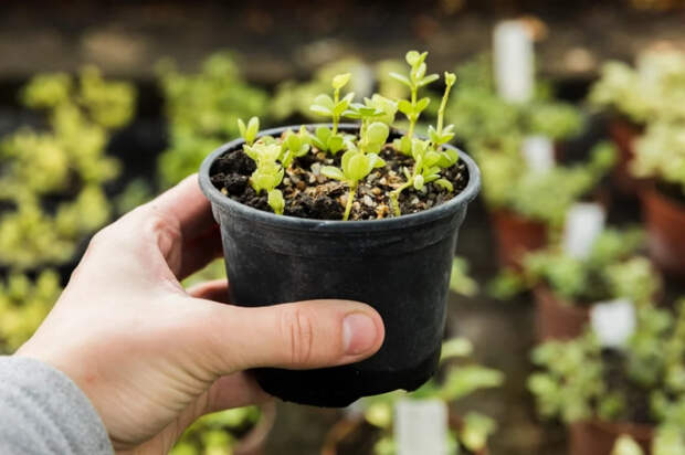 Только зря потратите семена: какие цветы бесполезно сеять в феврале, они все равно погибнут