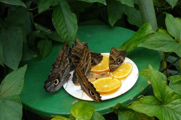 Фото достопримечательностей Вены: Бабочкам расставляют своеобразные обеды — тарелки с фруктами и нектаром