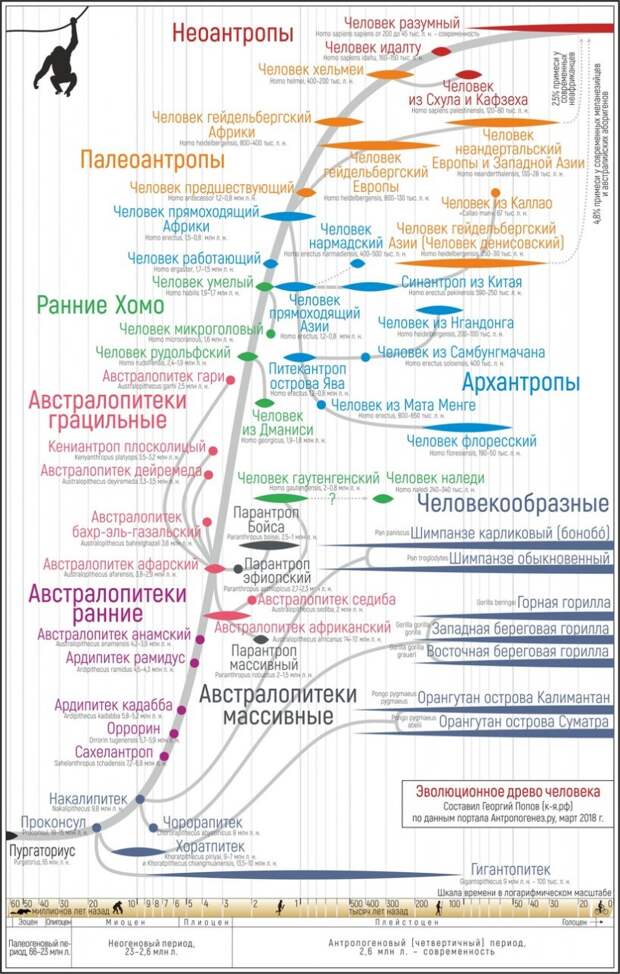 Краткая родословная человека: кто такие австралопитеки, кроманьонцы и денисовцы