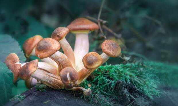 man injects magic mushrooms organ failure