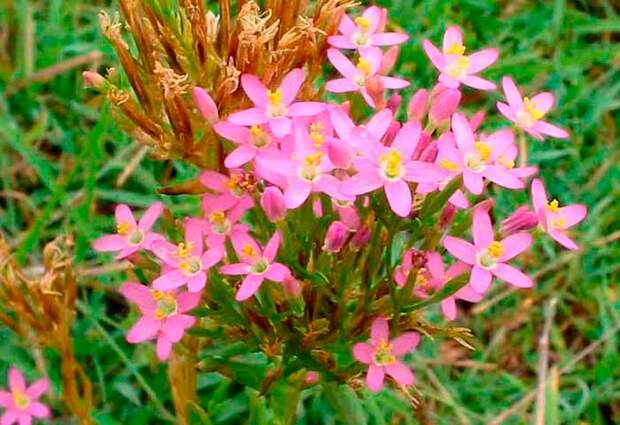 Лекарственное растение Золототысячник обыкновенный (Centaurium minus)