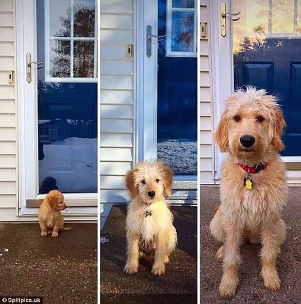 Когда я был щенком: очаровательные фото собак "до и после" до и после, мимиметр, питомцы, подборка, собаки, тогда и сейчас, фото, щенки