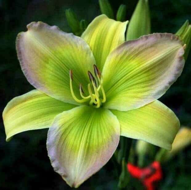 Зеленый цветок лилия