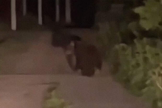 Появилось видео, как медведь бегает по дорогам возле жилых домов в Подмосковье