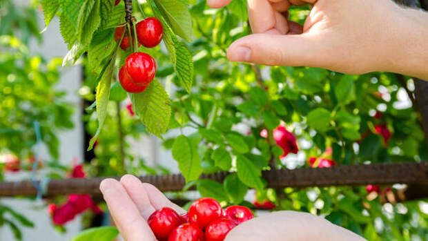 Сладкая как мед и не боится морозов: названы сорта вишни, которые выживут даже в суровое лето