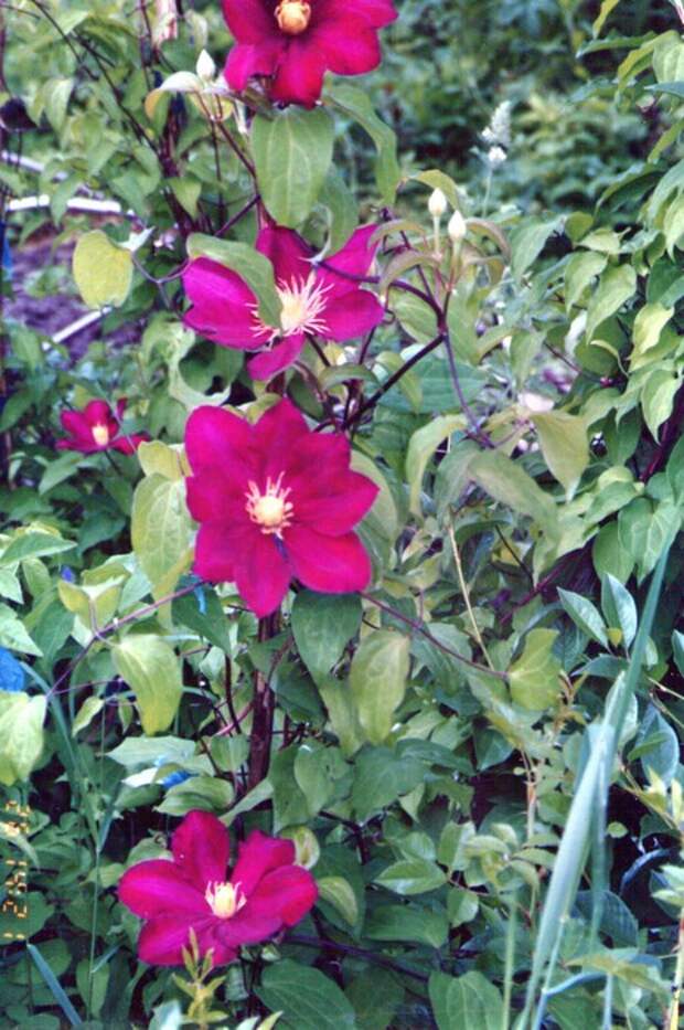 img023 (465x700, 105Kb)