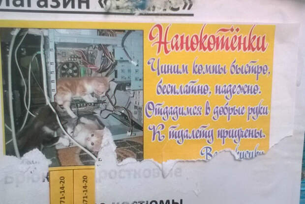 Котята чинят компы, но это еще не точно... | Фото: Joinfo.ua. Котята чинят компы, но это еще не точно... | Фото: Joinfo.ua.
