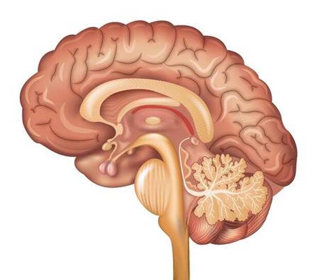 Human brain, detailed illustration. Beautiful colorful design, isolated on a white background. Ð¤Ð¾ÑÐ¾ ÑÐ¾ ÑÑÐ¾ÐºÐ° - 40810528