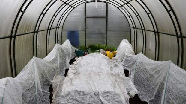 Не вздумайте обматывать ветки: как на самом деле нужно укрывать растения, чтобы спасти их от возвратных заморозков