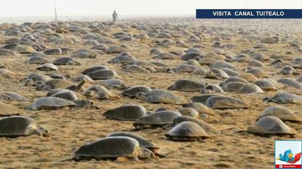 Тысячи оливковых черепах смогли выйти на берег и отложить миллионы яиц.