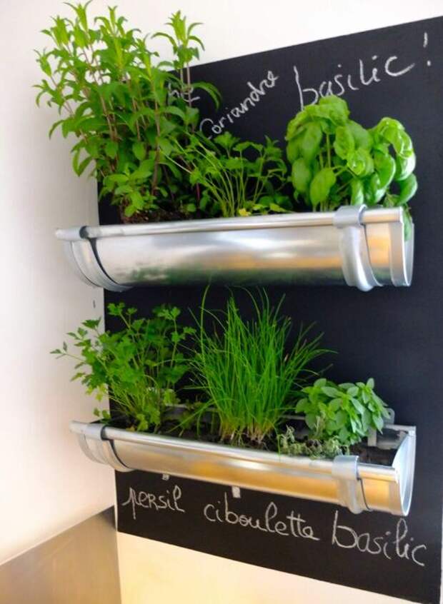 Домашние травы, которые легко можно вырастить у себя на кухне