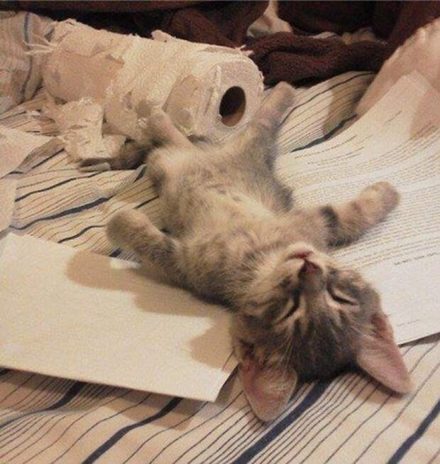 котёнок спит у рулона туалетной бумаги