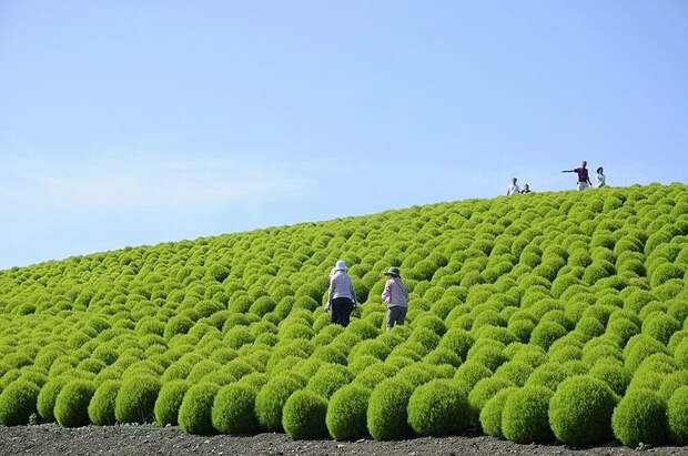 NewPix.ru - «Hitachi Seaside Park» сад цветов в Японии