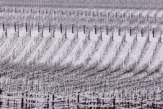 Виноградники в снегу недалеко от Актона, Калифорния