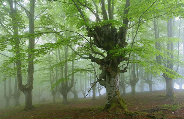 Мистический лес без фотошопа