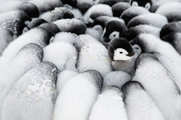 Пингвинята. / Фото: Стефан Кристманн/oceanphotographyawards.com Пингвинята. / Фото: Стефан Кристманн/oceanphotographyawards.com