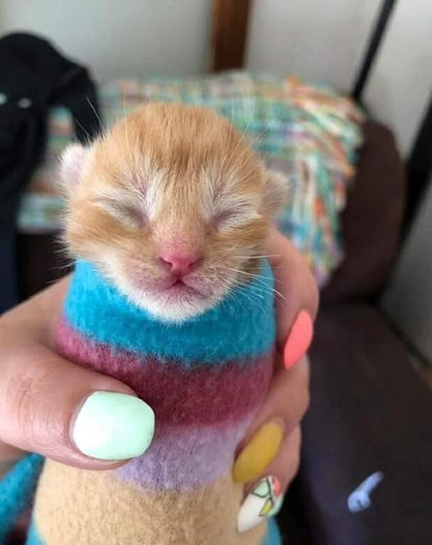 Незрячий котенок Котенок укутанный