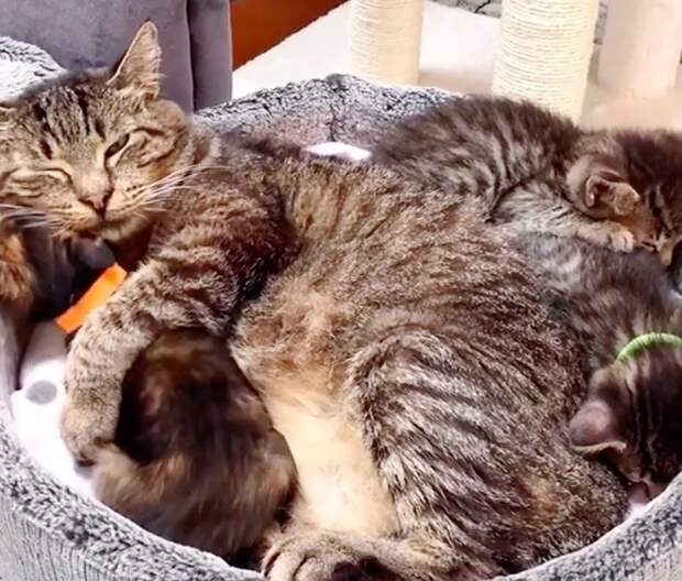 Без кота и жизнь не та