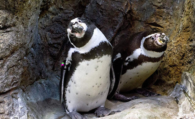 Почему без следа исчез почти миллион королевских пингвинов?