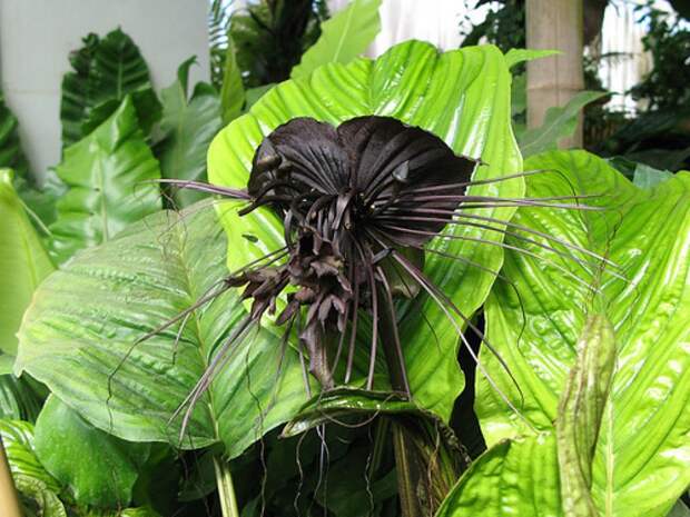 creepyplants25 Самые жуткие растения