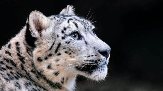 Какой сегодня праздник: 23 октября – Международный день снежного барса