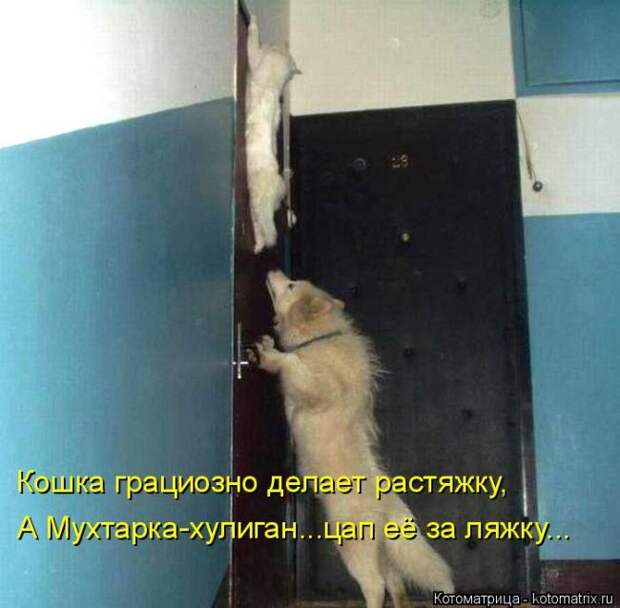 Лучшие котоматрицы недели (50 фото)