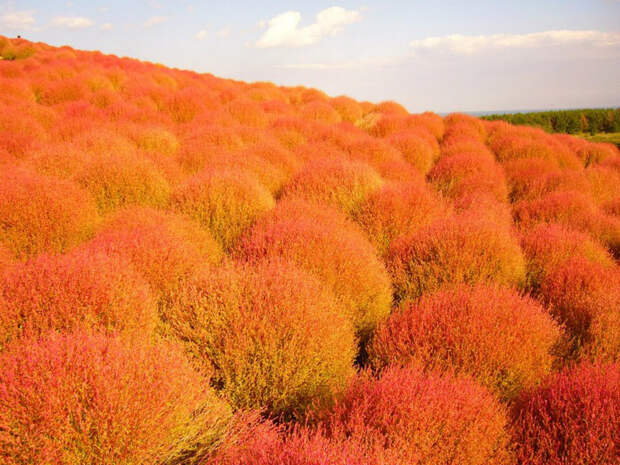 NewPix.ru - «Hitachi Seaside Park» сад цветов в Японии