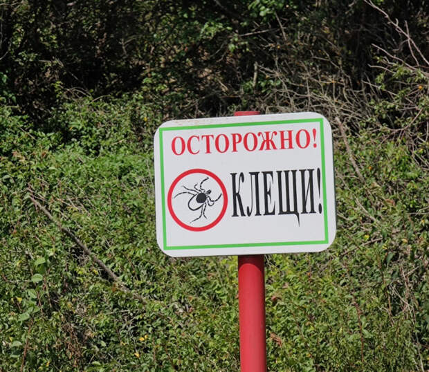 Куда звонить, если укусил клещ: в Крыму запустили «горячую линию» до 10 мая