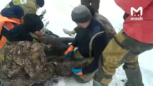 В Московской области спасатели вернули с того света молодую лосиху, провалившуюся под лёд
