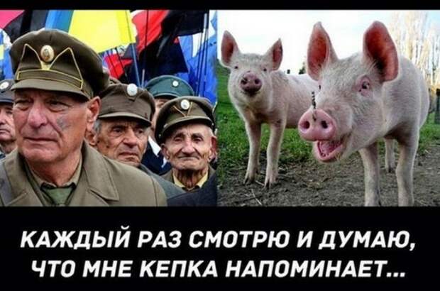 бандера