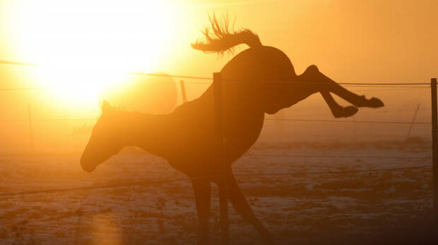 Лошадь насмерть лягнула беременную из общины амишей