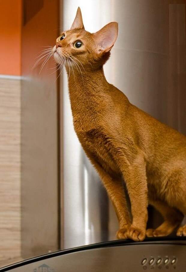 абиссинская кошка