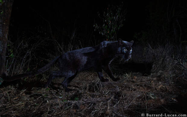 Черная пантера/Burrard-Lucas Wildlife photography