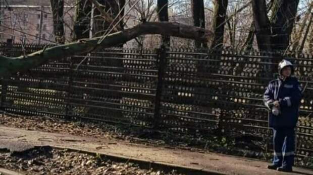 О ломающей деревья буре предупредили спасатели ростовчан